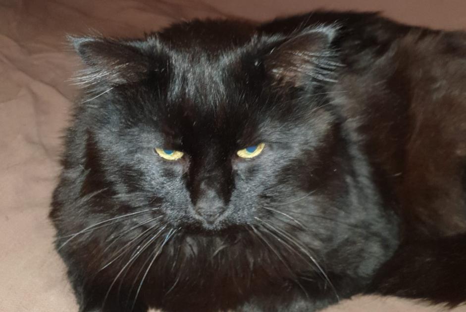 Disappearance alert Cat Male , 16 years La Motte-Servolex France