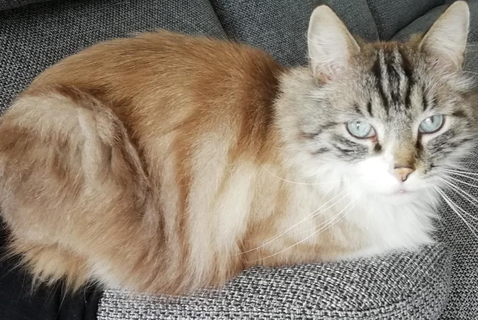 Vermisstmeldung Katze Männliche , 11 jahre Chambéry Frankreich