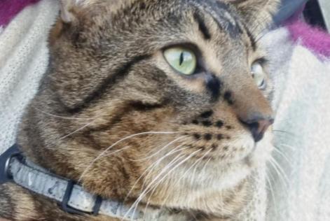 Vermisstmeldung Katze  Männliche , 2 jahre Novalaise Frankreich