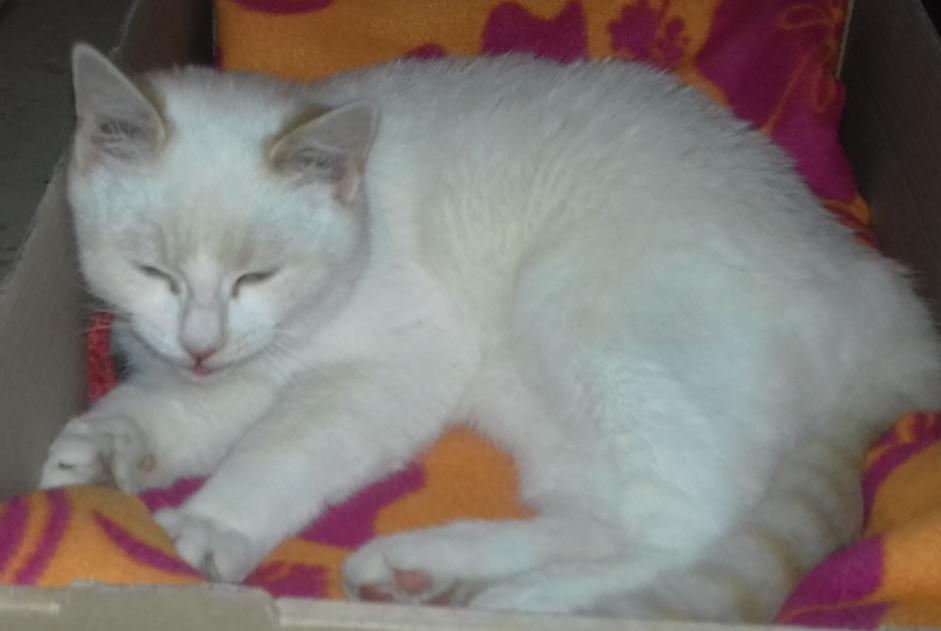 Discovery alert Cat Male , Between 4 and 6 months Saint-Pierre-d'Alvey France