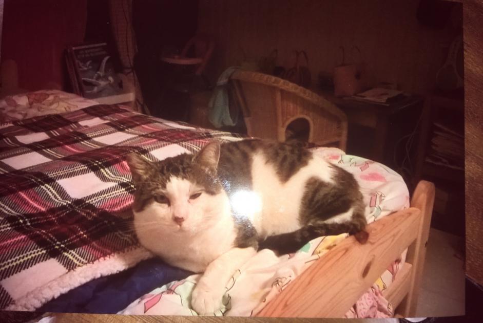 Disappearance alert Cat Male , 7 years Pessac France