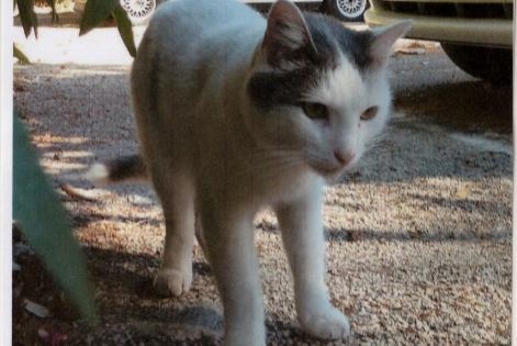 Disappearance alert Cat miscegenation Female , 12 years Chambéry France