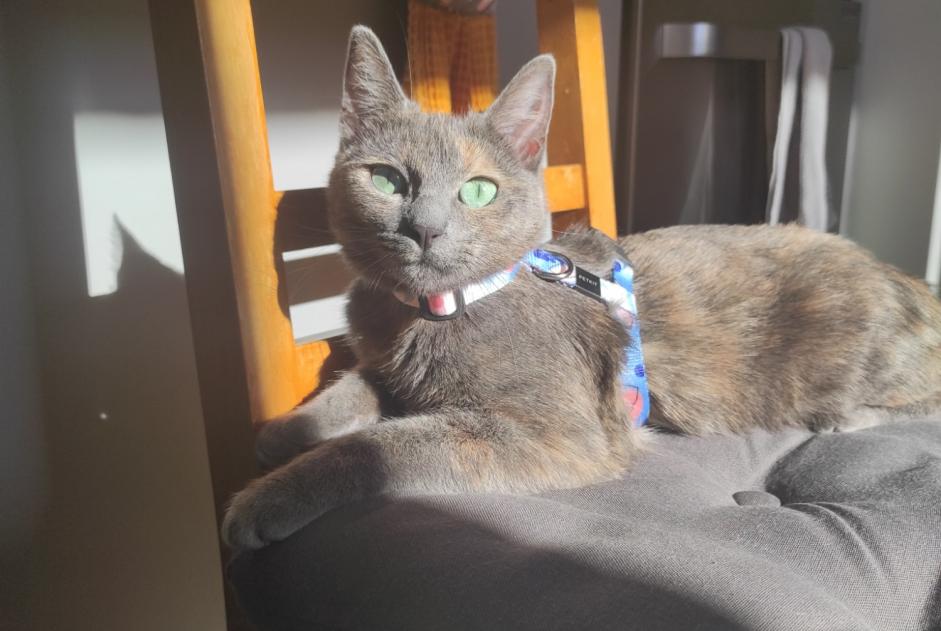 Disappearance alert Cat Female , 1 years Valloire France