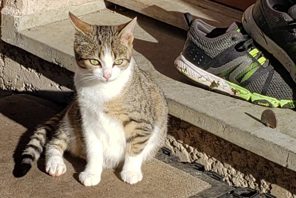 Disappearance alert Cat Female , 1 years Valgelon-La Rochette France