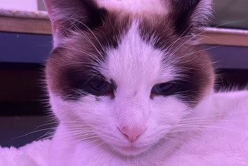 Disappearance alert Cat miscegenation Female , 3 years La Motte-Servolex France