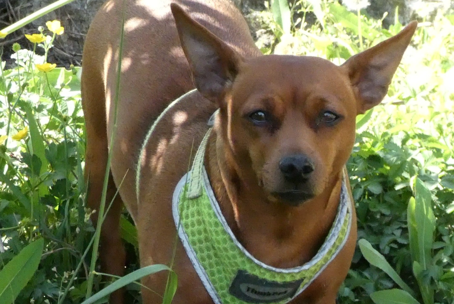 Disappearance alert Dog  Female , 7 years Saint-Jean-de-la-Porte France
