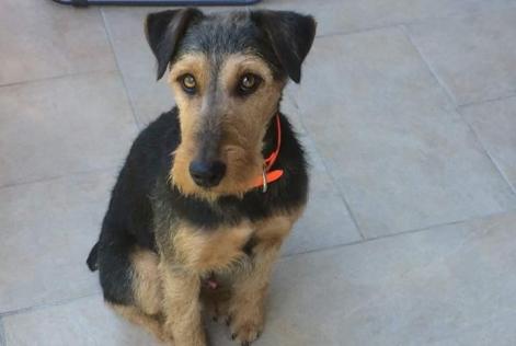 Alerta de Desaparición Perro  Macho , 7 años Séez Francia