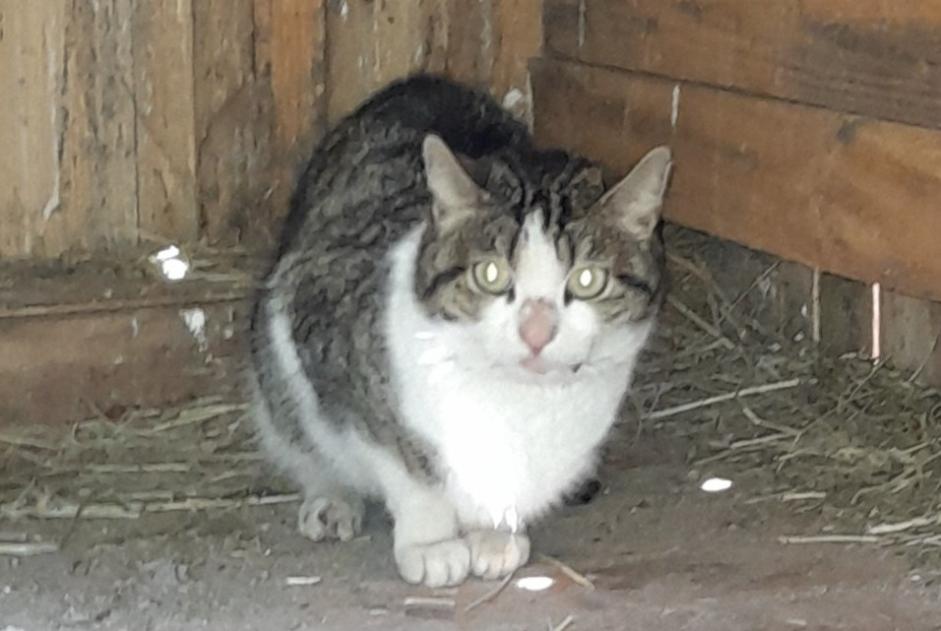 Alerte Découverte Chat Inconnu Saint-Martin-d'Arc France