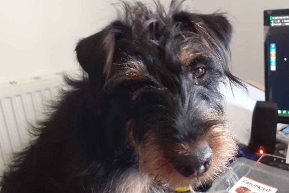 Alerte Disparition Chien Femelle , 2 ans Saint-Béron France Alerte Disparition Chien Femelle , 2 ans Saint-Béron France