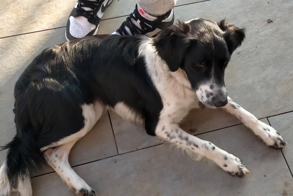 Alerte Découverte Chien Femelle Entremont-le-Vieux France