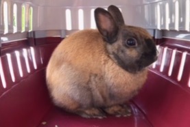 Alerte Découverte Lapin Inconnu Gilly-sur-Isère France