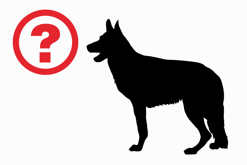 Discovery alert Dog miscegenation Unknown Trévignin France