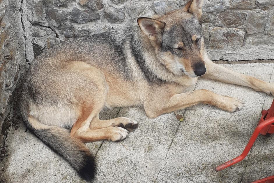 Avviso scomparsa Cane incrocio di razze Femmina , 2 anni Venthon Francia