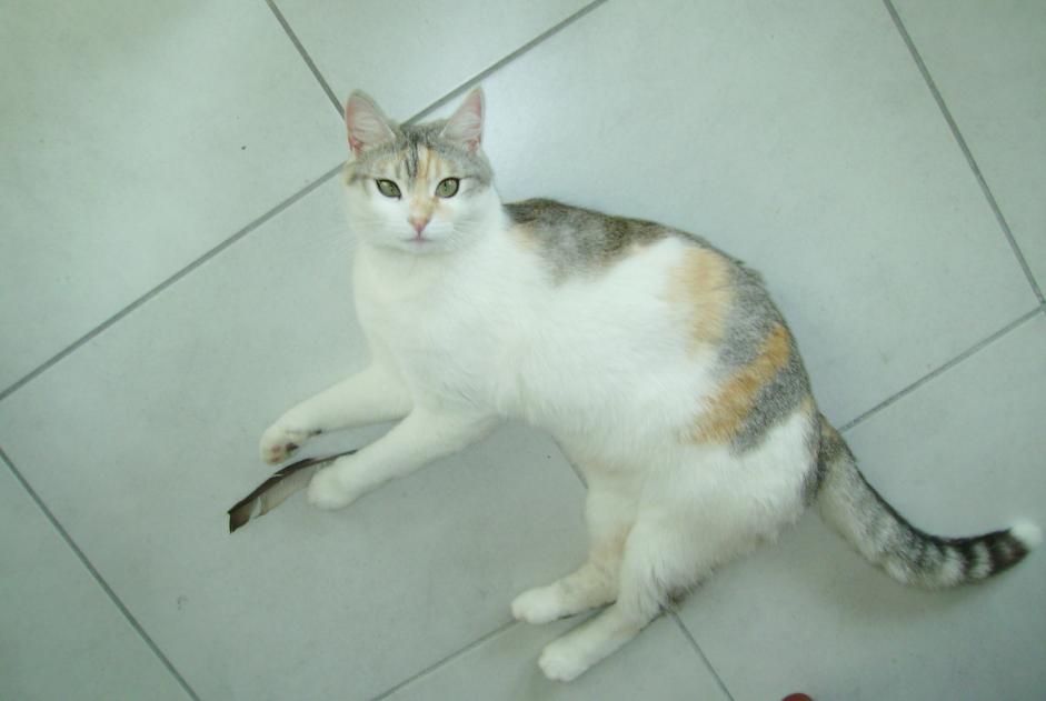 Avviso scomparsa Gatto incrocio di razze Femmina , 12 anni Chambéry Francia
