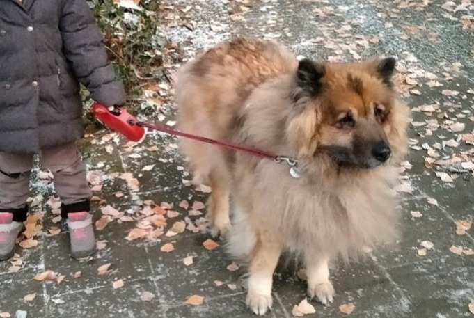 Verdwijningsalarm Hond  Vrouwtje , 15 jaar La Léchère Frankrijk