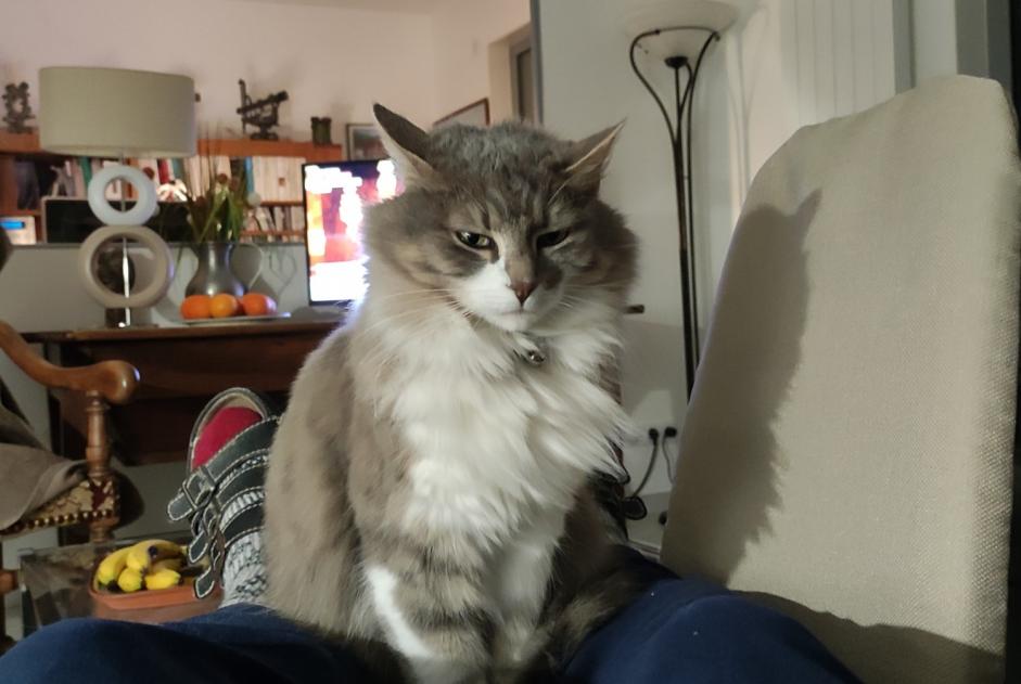 Verdwijningsalarm Kat Vrouwtje , 7 jaar Chambéry Frankrijk
