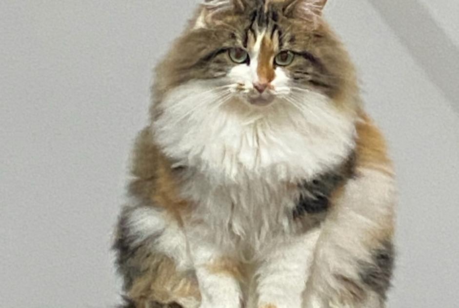 Alerta desaparecimento Gato cruzamento Fêmea , 4 anos Les Deserts France