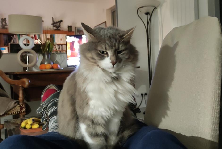 Alerta desaparecimento Gato Fêmea , 7 anos Chambéry France
