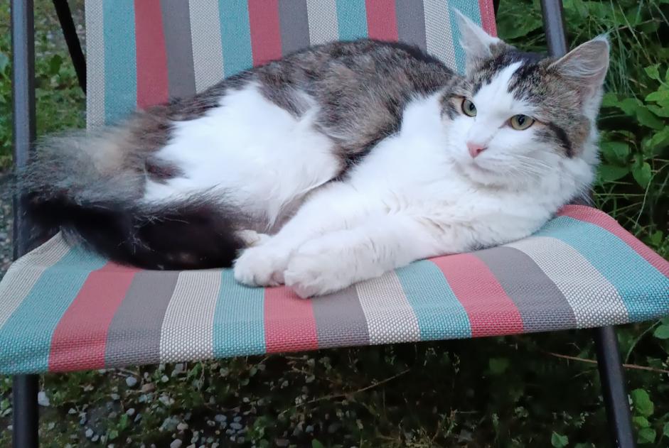 Alerta desaparecimento Gato cruzamento Macho , 2 anos Aix-les-Bains France Alerta desaparecimento Gato cruzamento Macho , 2 anos Aix-les-Bains France