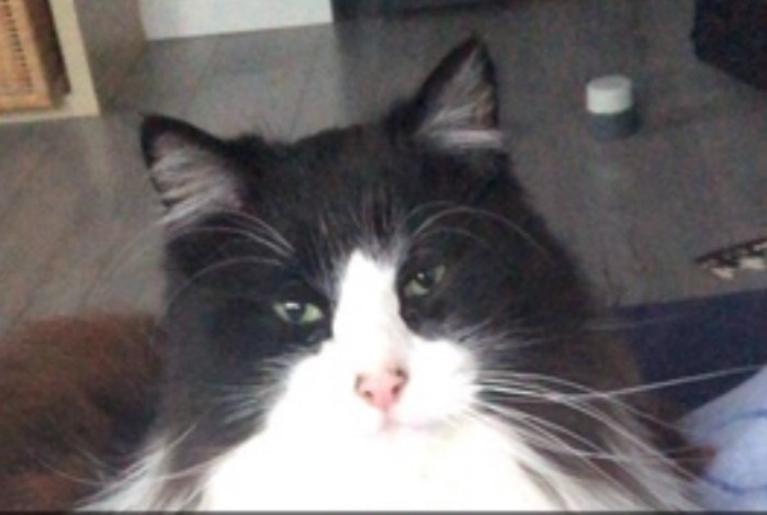 Alerta desaparecimento Gato  Macho , 3 anos Entrelacs France